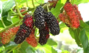 7+ Manfaat Buah Murbei Bagi Kesehatan
