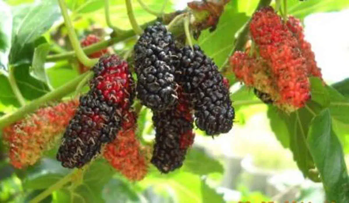 Manfaat Buah Murbei bagi Kesehatan