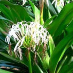 5 Manfaat Daun Bakung bagi Kesehatan