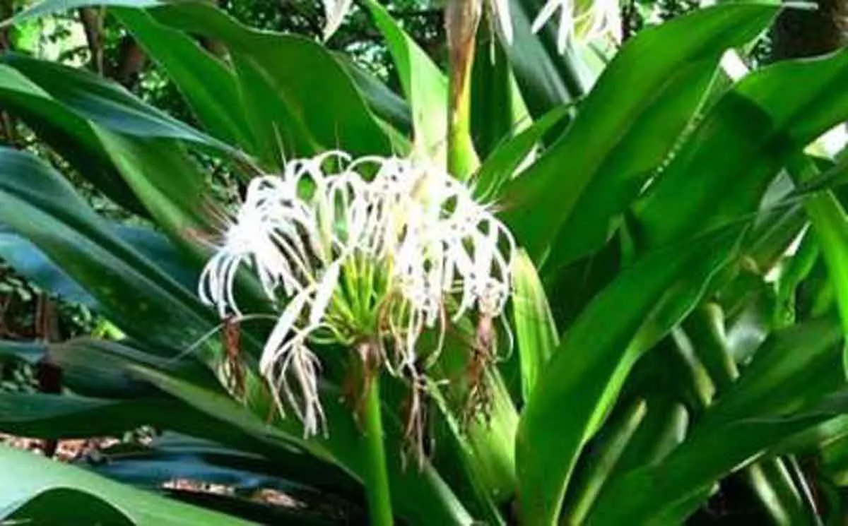 5 Manfaat Daun Bakung bagi Kesehatan