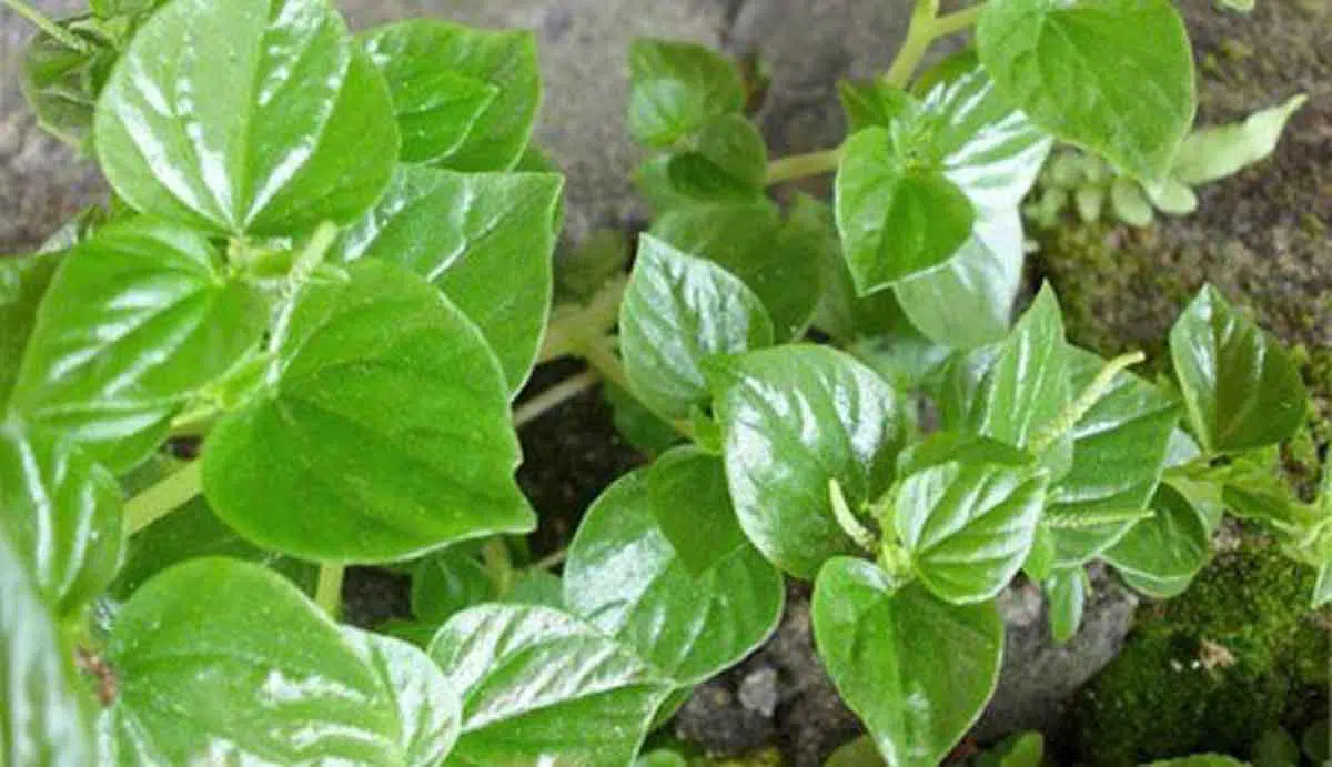 Manfaat Daun Sirih Cina Bagi Kesehatan