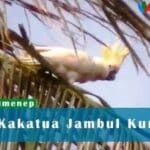 Mengenal Maskot Pilkada Sumenep 2020, Kakatua Jambul Kuning Asli Pulau Masakambing