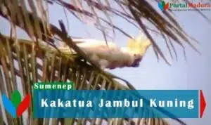 Mengenal Maskot Pilkada Sumenep 2020, Kakatua Jambul Kuning Asli Pulau Masakambing