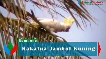 Mengenal Maskot Pilkada Sumenep 2020, Kakatua Jambul Kuning Asli Pulau Masakambing