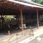 Warga Keluhkan Kandang Bebek di Tengah Permukiman Padat Penduduk