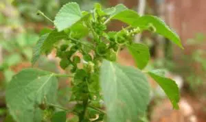 Manfaat Daun Anting-anting
