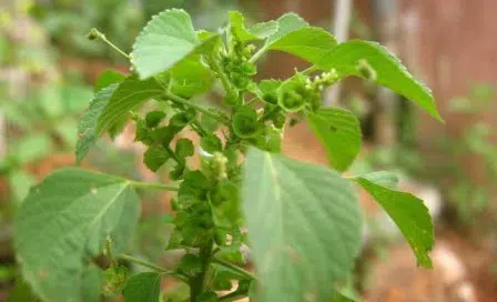 Manfaat Daun Anting-anting