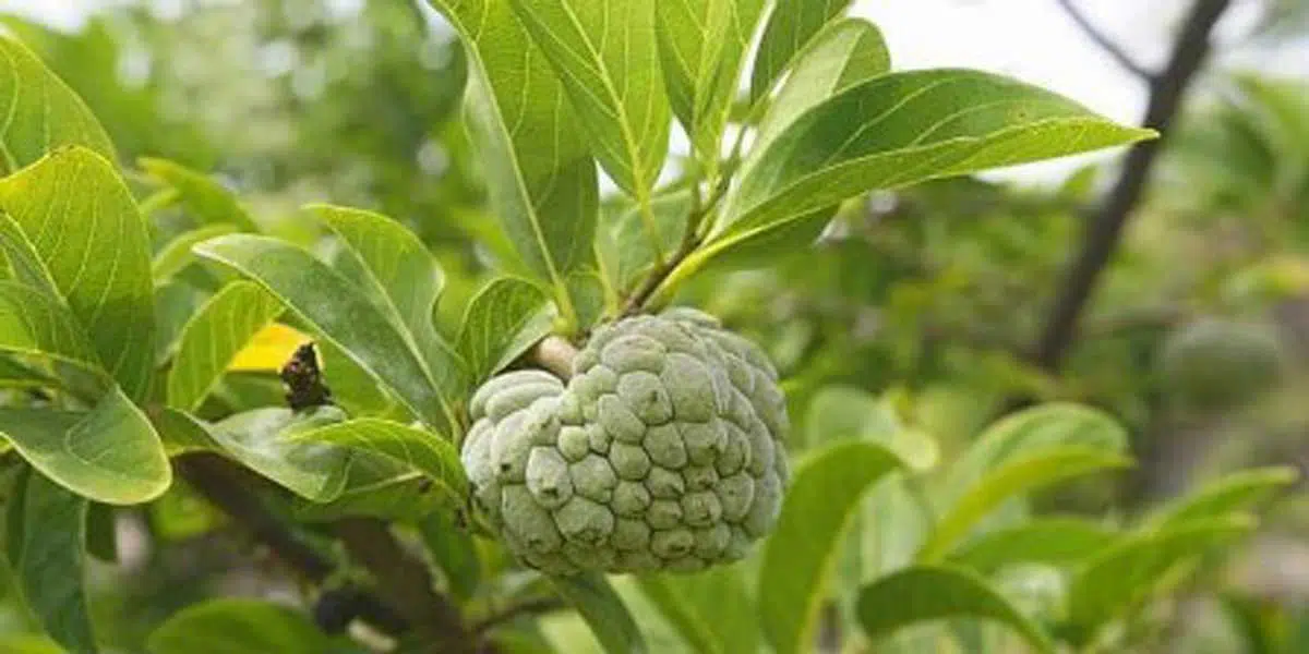 Manfaat Daun Srikaya