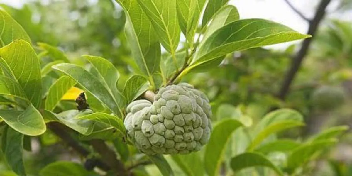 Manfaat Daun Srikaya