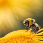 Mengenal Royal Jelly dan 7 Cara Memanfaatkannya untuk Kulit