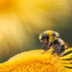 Mengenal Royal Jelly dan 7 Cara Memanfaatkannya untuk Kulit