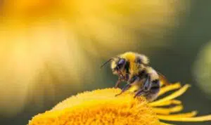 Mengenal Royal Jelly dan 7 Cara Memanfaatkannya untuk Kulit
