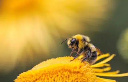 Mengenal Royal Jelly dan 7 Cara Memanfaatkannya untuk Kulit