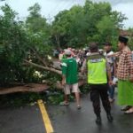 Hujan Disertai Angin Kencang, Pohon Tumbang di Madura