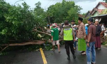 Hujan Disertai Angin Kencang, Pohon Tumbang di Madura