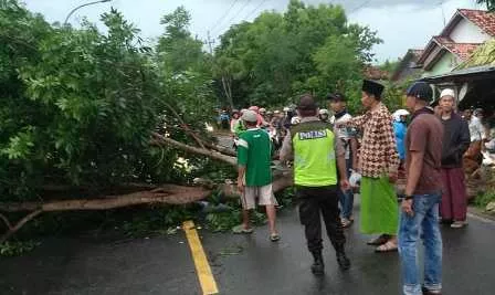 Hujan Disertai Angin Kencang, Pohon Tumbang di Madura