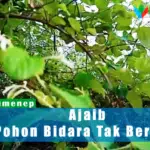 Keajaiban Yang Tak Disadari Pengunjung Asta Gurang Garing Sumenep