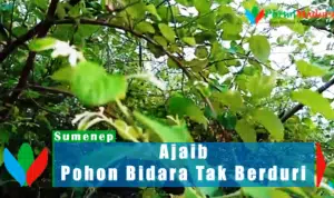 Keajaiban Yang Tak Disadari Pengunjung Asta Gurang Garing Sumenep