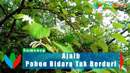 Keajaiban Yang Tak Disadari Pengunjung Asta Gurang Garing Sumenep