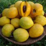 13 Manfaat Buah Alkesa untuk Kesehatan yang Jarang Diketahui