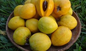 13 Manfaat Buah Alkesa untuk Kesehatan yang Jarang Diketahui