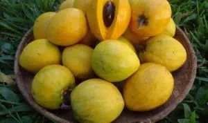 13 Manfaat Buah Alkesa untuk Kesehatan yang Jarang Diketahui