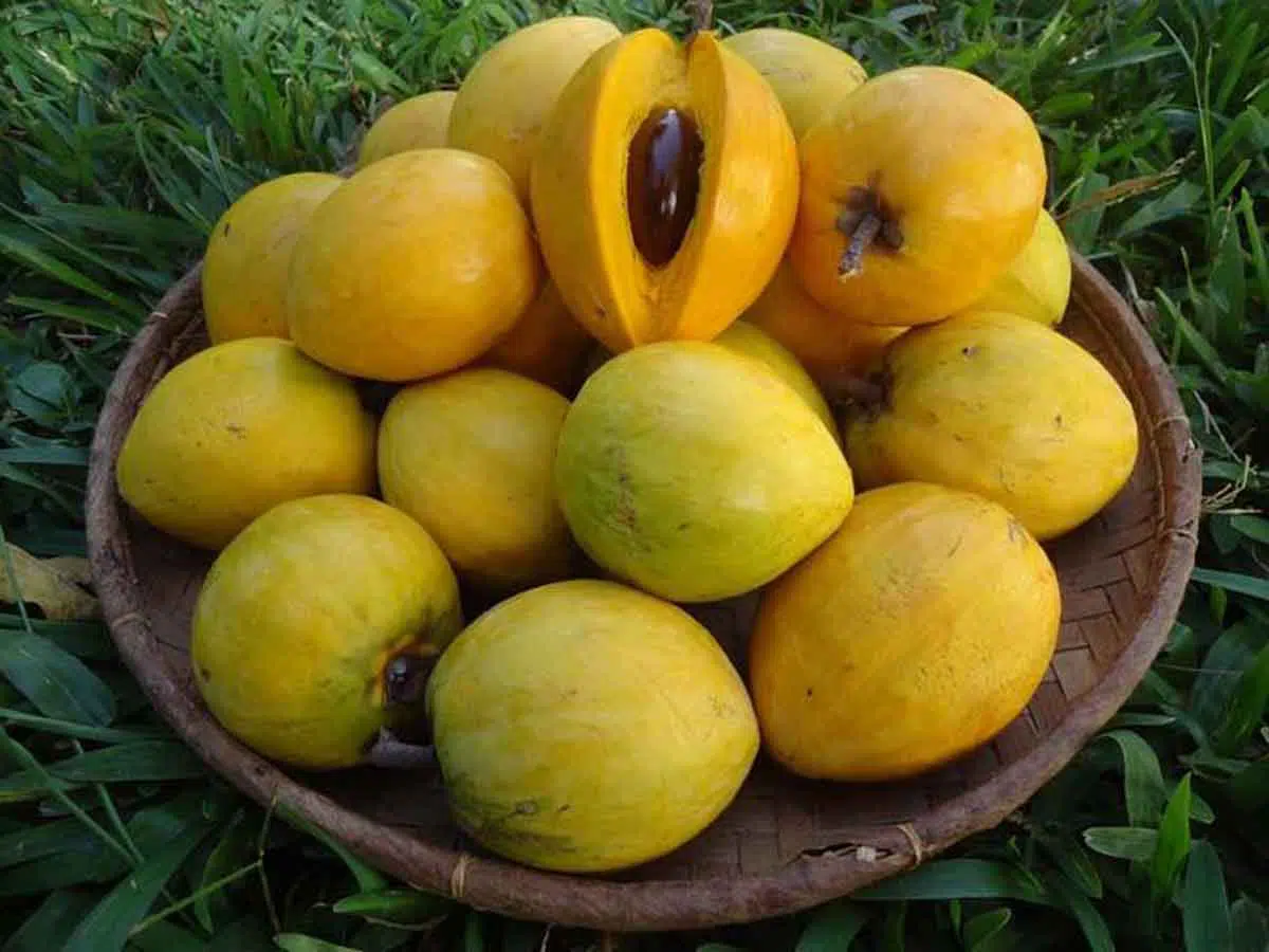 13 Manfaat Buah Alkesa untuk Kesehatan yang Jarang Diketahui
