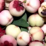 Kenali 10 Manfaat Buah Manggis Putih Bagi Kesehatan