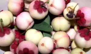 Kenali 10 Manfaat Buah Manggis Putih Bagi Kesehatan