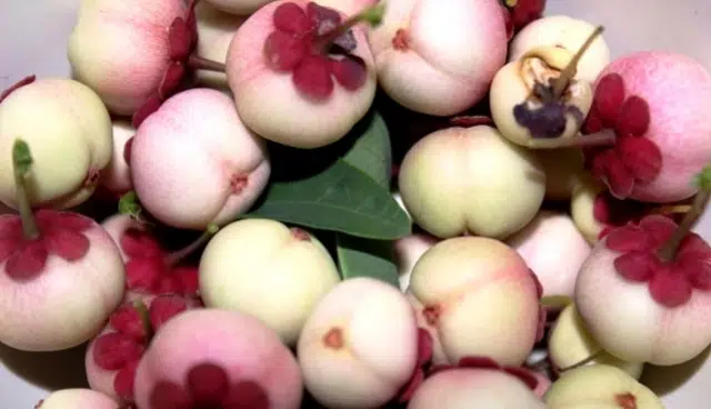 Kenali 10 Manfaat Buah Manggis Putih Bagi Kesehatan