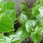 Atasi Masalah Kulit Wajah dengan Daun Sirih Cina, Ini 6 Manfaatnya
