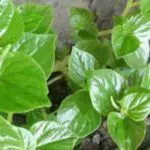 Atasi Masalah Kulit Wajah dengan Daun Sirih Cina, Ini 6 Manfaatnya