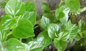 daun sirih cina