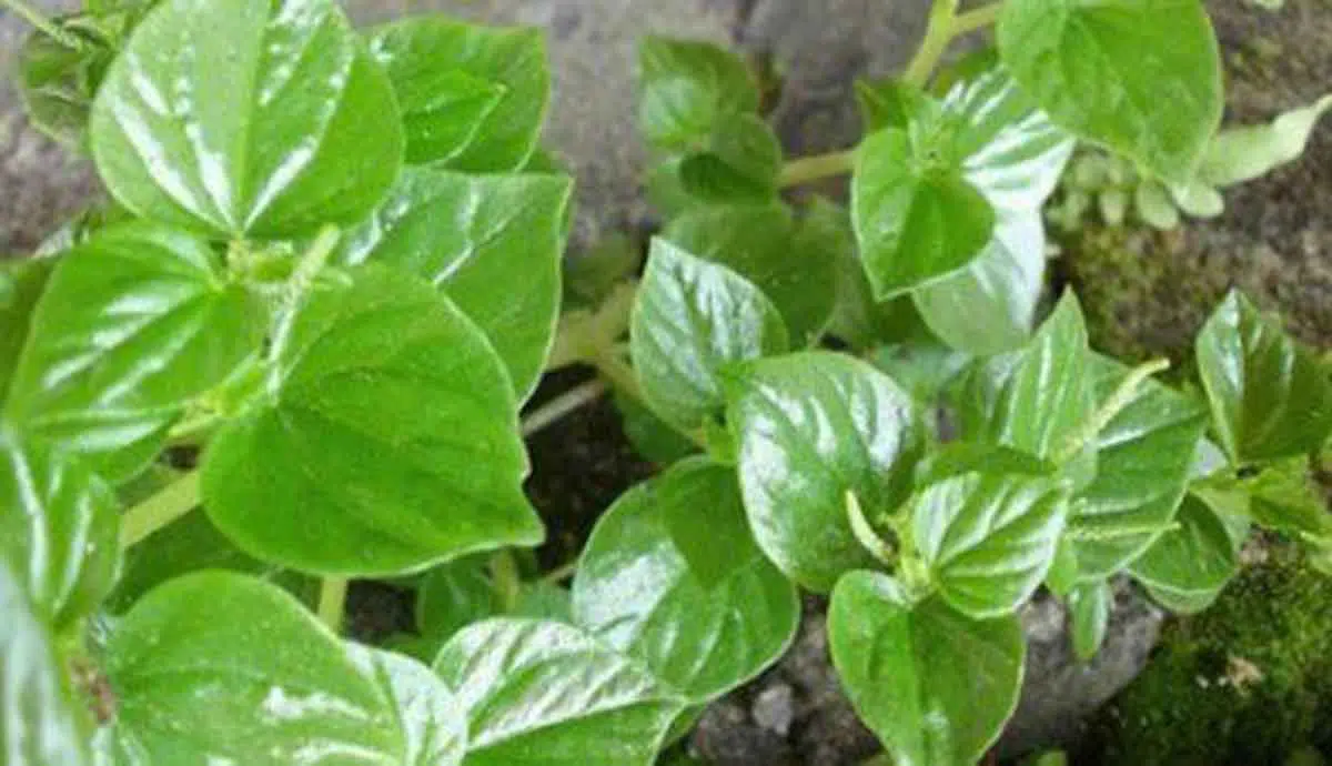 daun sirih cina