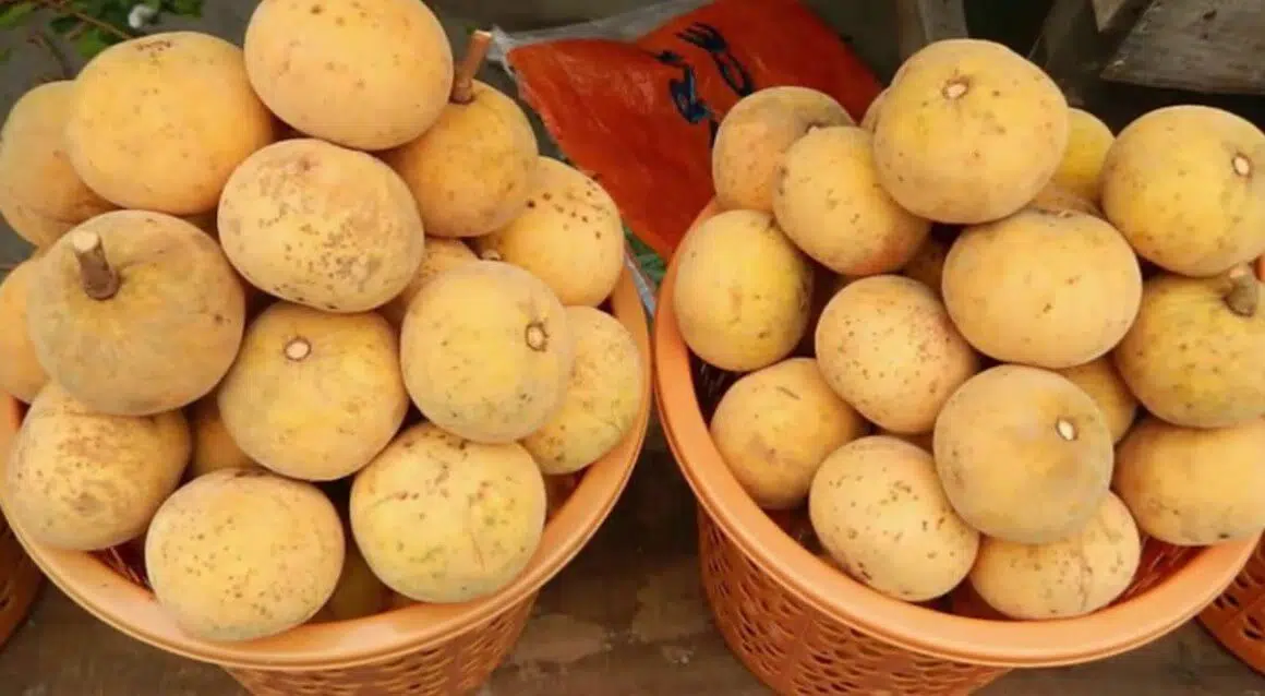 manfaat Buah Kecapi