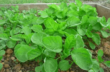 Manfaat Sayur Bayam Bagi Kesehatan - Portalmadura.com manfaat sayur bayam