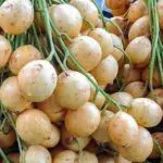 5 Manfaat Konsumsi Buah Rambai Bagi Kesehatan Tubuh