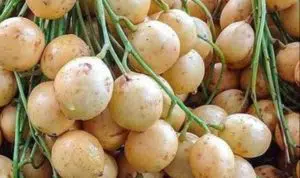 Manfaat buah rambai