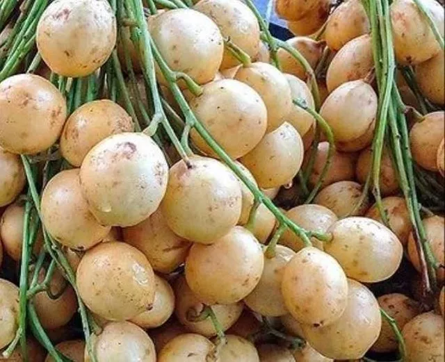 5 Manfaat Konsumsi Buah Rambai Bagi Kesehatan Tubuh