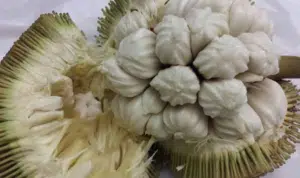 10 Manfaat Buah Tarap Bagi Kesehatan yang Jarang Anda Ketahui