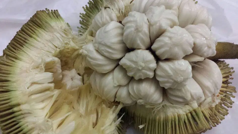 10 Manfaat Buah Tarap Bagi Kesehatan yang Jarang Anda Ketahui