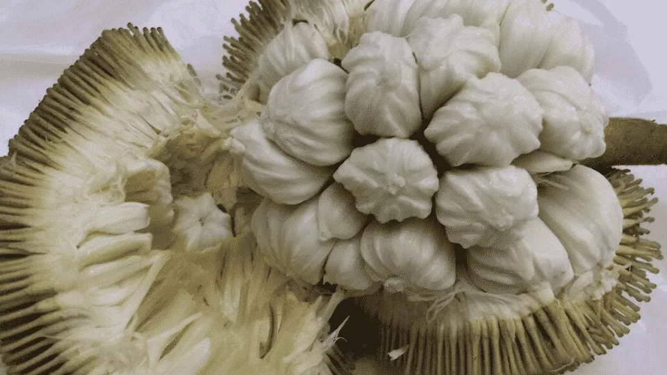 10 Manfaat Buah Tarap Bagi Kesehatan yang Jarang Anda Ketahui