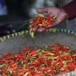Harga Cabai di Sumenep Tembus Rp 90 Ribu Per Kilogram