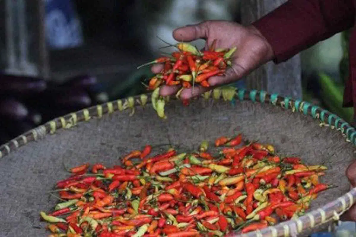 Harga Cabai di Sumenep Tembus Rp 90 Ribu Per Kilogram