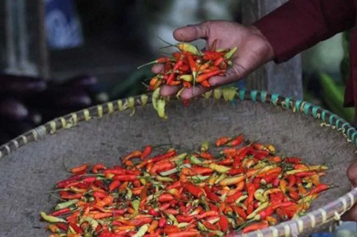 Harga Cabai di Sumenep Tembus Rp 90 Ribu Per Kilogram