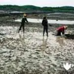 Harga Anjlok, Petani Ubah Lahan Garam Jadi Tambak Udang