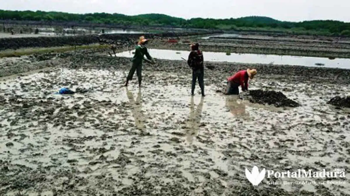 Harga Anjlok, Petani Ubah Lahan Garam Jadi Tambak Udang