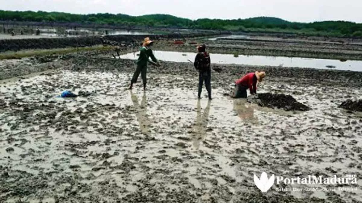 Harga Anjlok, Petani Ubah Lahan Garam Jadi Tambak Udang