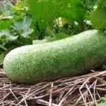 Manfaat Buah Bligo Bagi Kesehatan