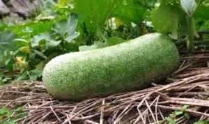 Manfaat Buah Bligo